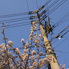 桜と電柱