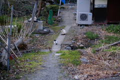 にゃんこストーカー　事件簿３