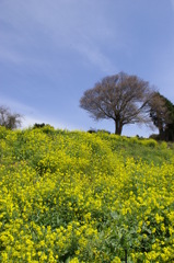 _馬場山の一本櫻