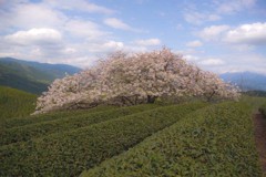 遠山櫻