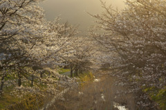 _ふるさとの川