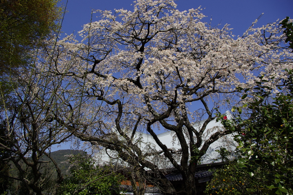 ヒメシダレサクラ(宝珠寺)