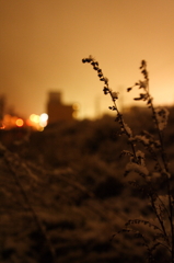 雪の花