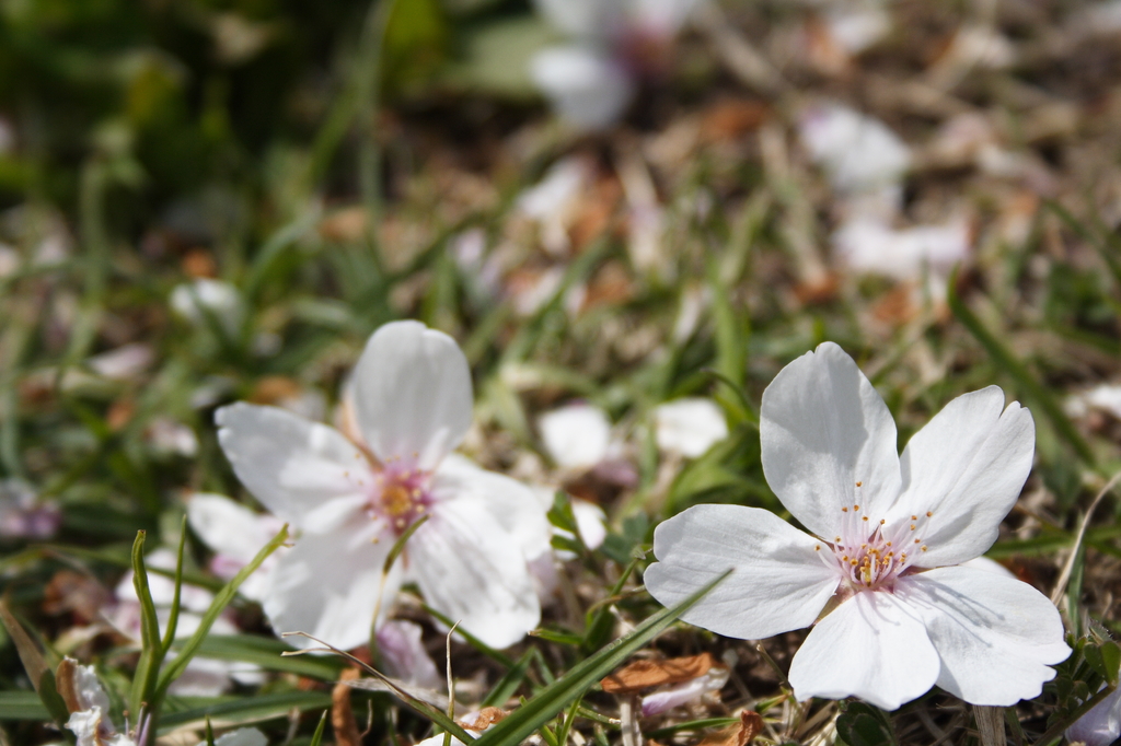 芝桜？