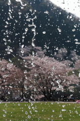 噴水×桜