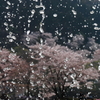 噴水×桜