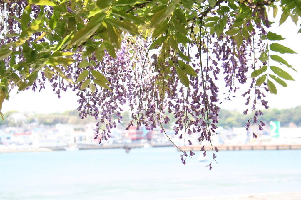 藤の花と港