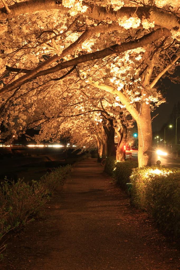 夜桜のアーケード