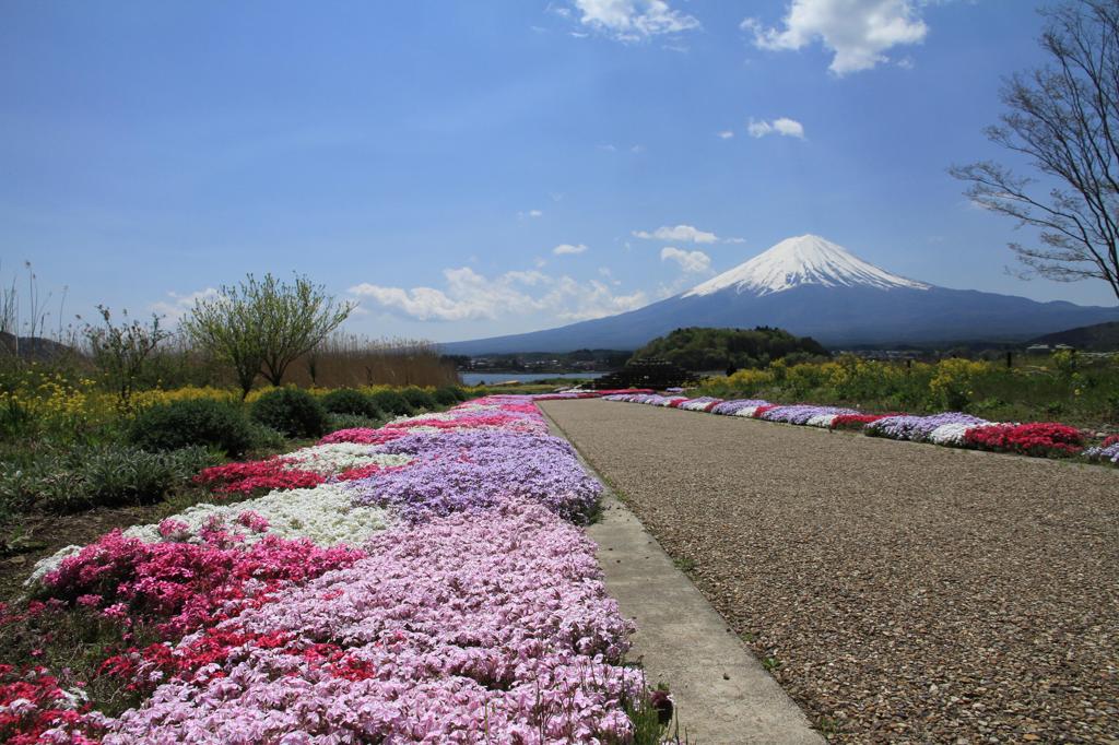 芝桜と富士