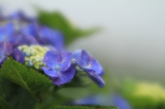 雨の日の紫陽花