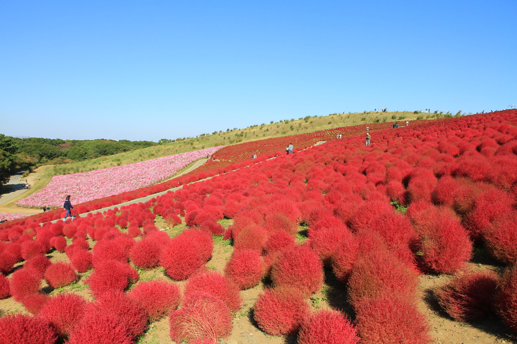 ひたち海浜公園　コキアの紅葉