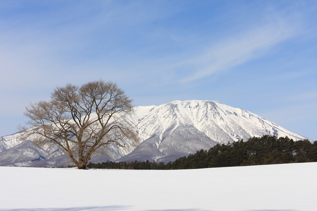 冬の一本桜と岩手山
