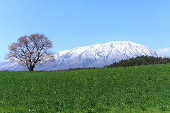 小岩井　一本桜と岩手山