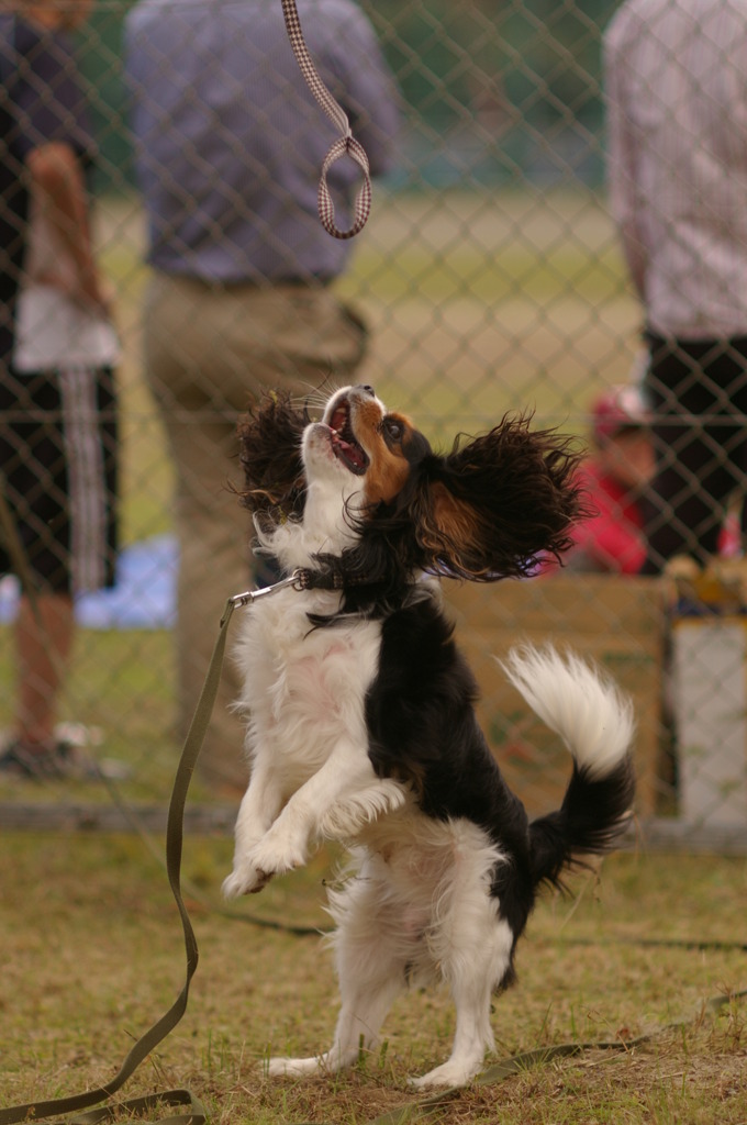 他人の犬ですが、、