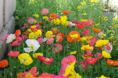 春だすなー　先生