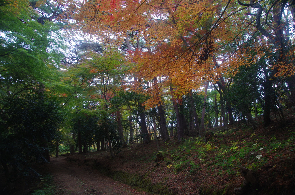 松島　扇谷