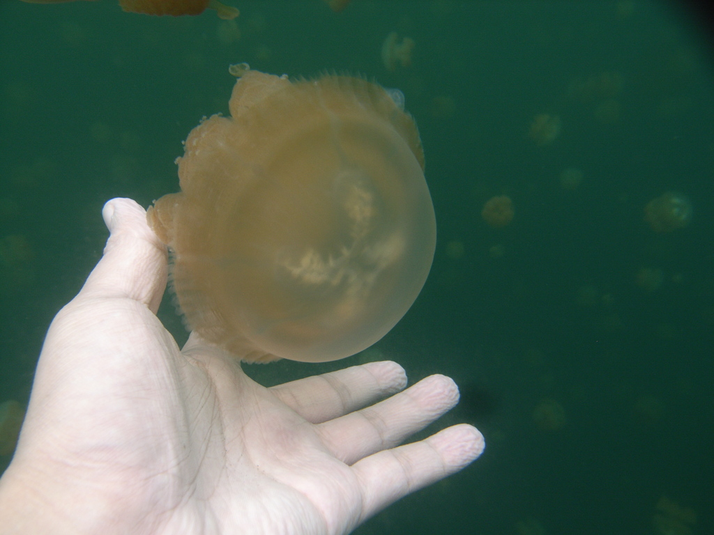 海とくらげと私