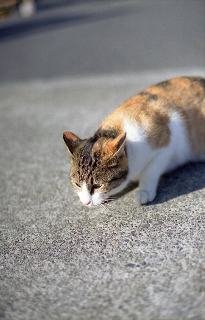 猫