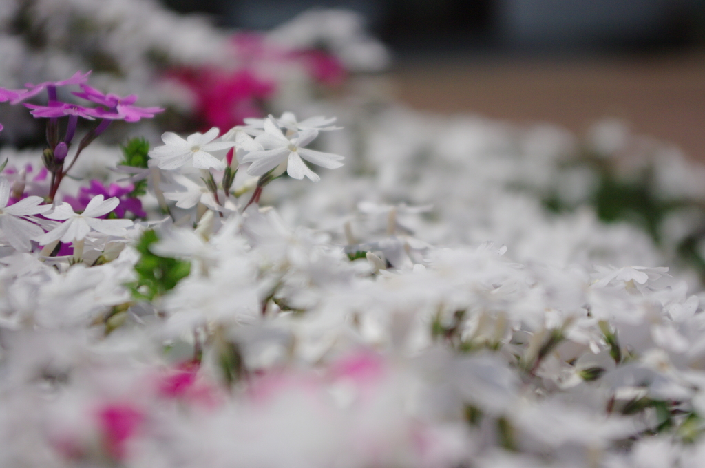 芝桜？って花でしたかな、、