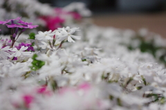 芝桜？って花でしたかな、、