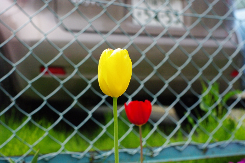 チューリップ