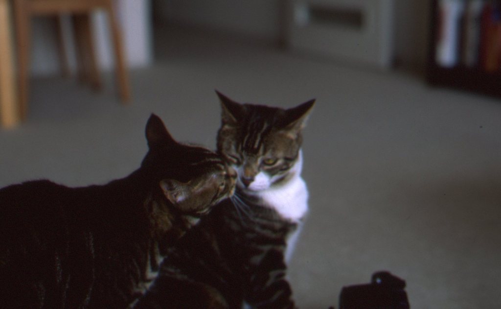 cats