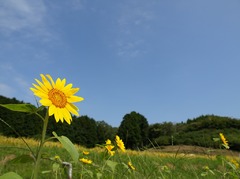 夏の終わりーーには