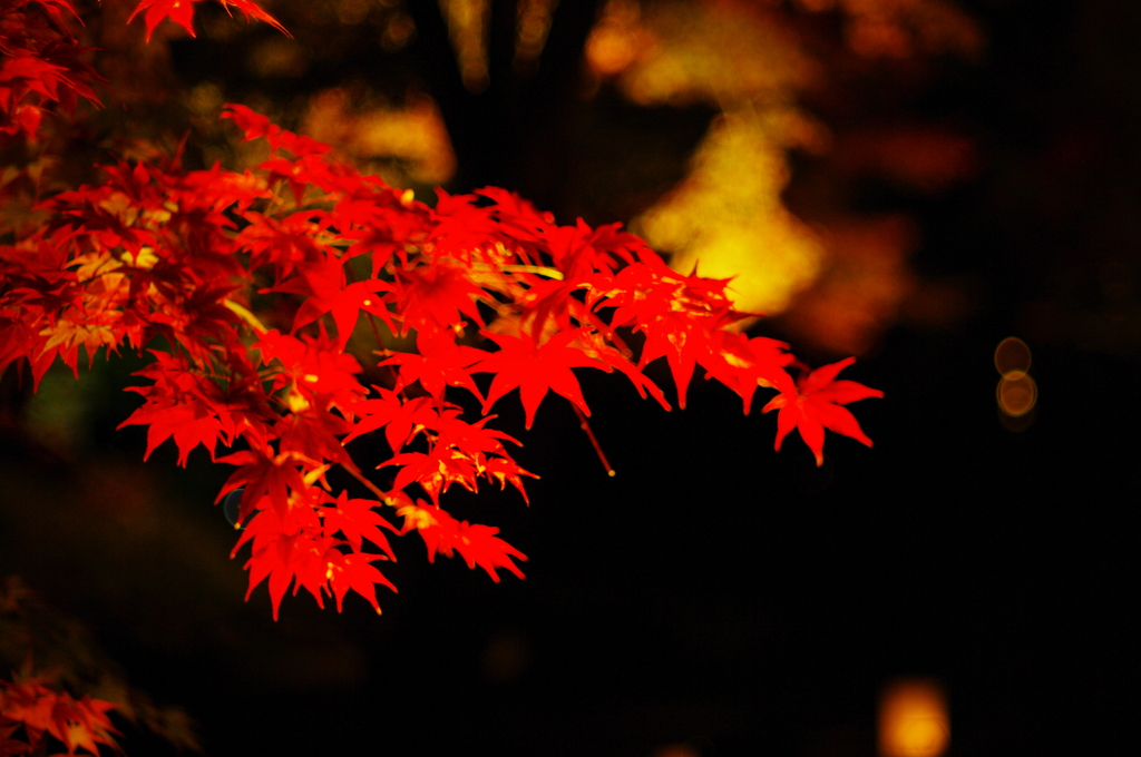 雨にぬれた紅葉