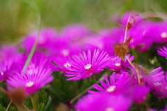 なんて花なんでしょう、、、
