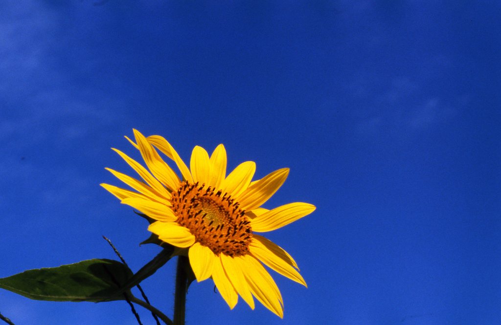 青き空　遠い夏の日