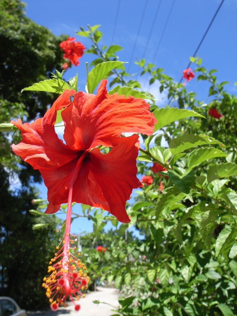 例の花