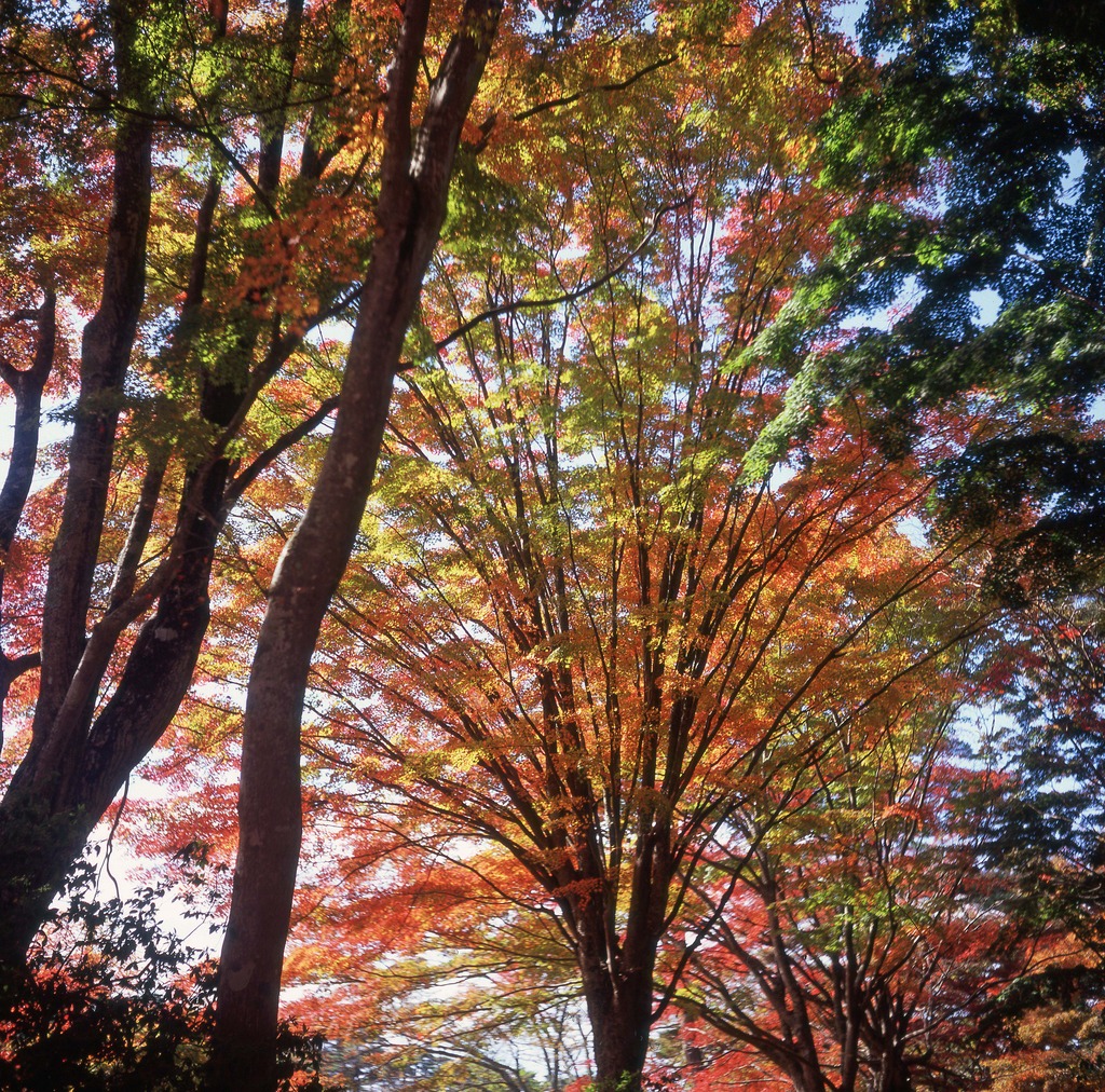 扇谷　紅葉パート２