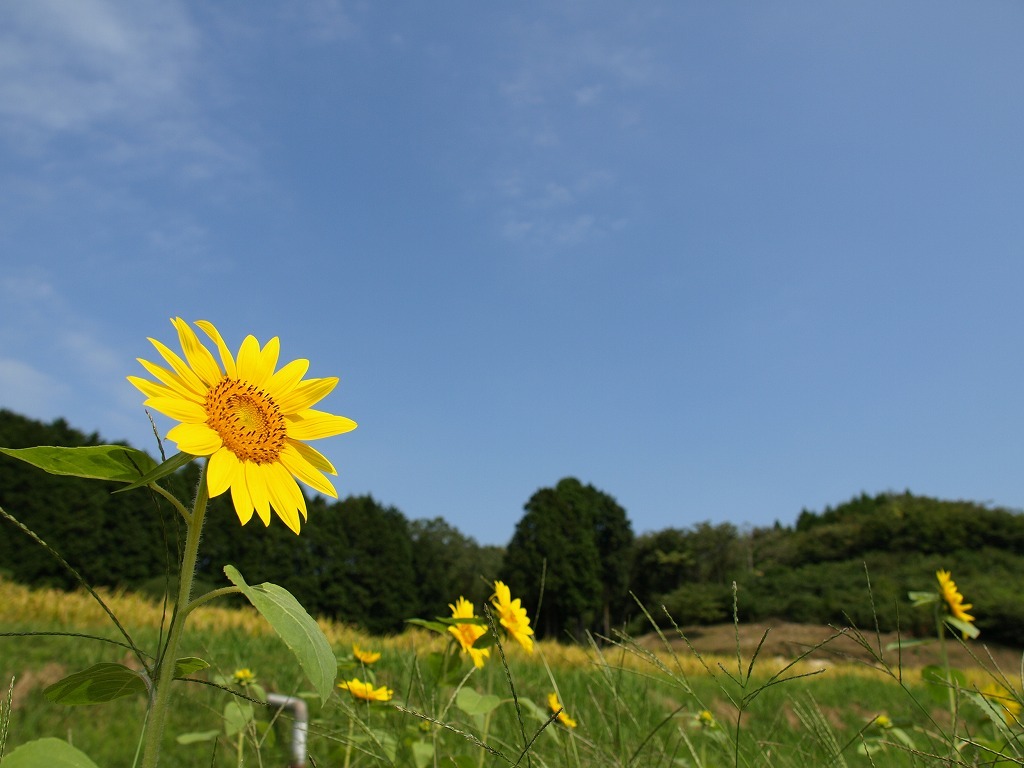 終わらない夏を歌おう