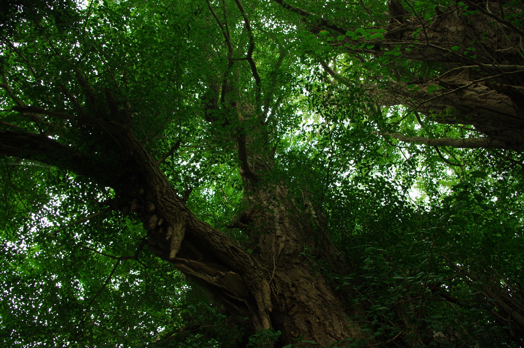 日本最古のイチョウだそうで