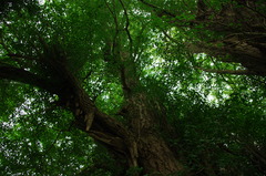 日本最古のイチョウだそうで