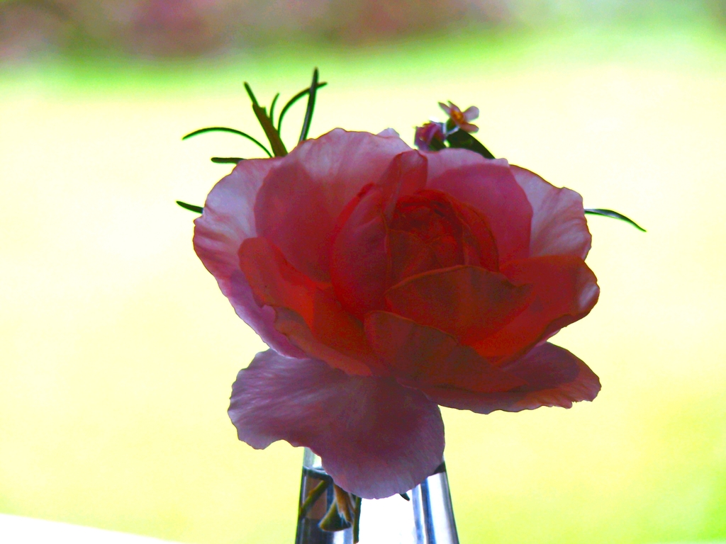 gleam Rose