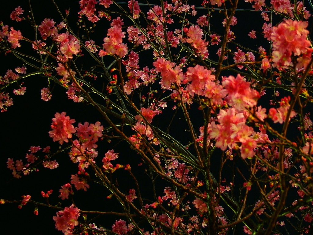 夜桜お七