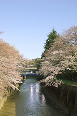 石神井川沿いの桜