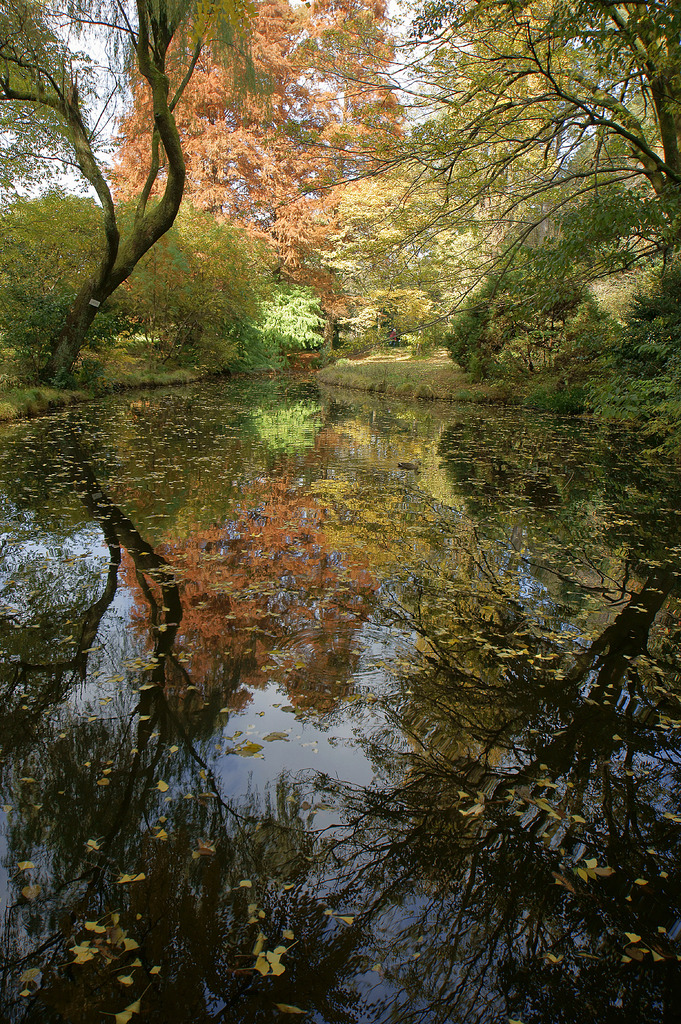 池の秋