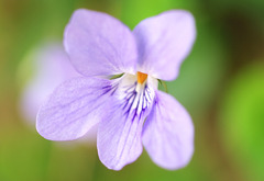 淡紫の花