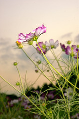 夕焼けと秋桜