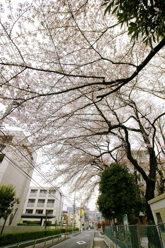 名残の桜