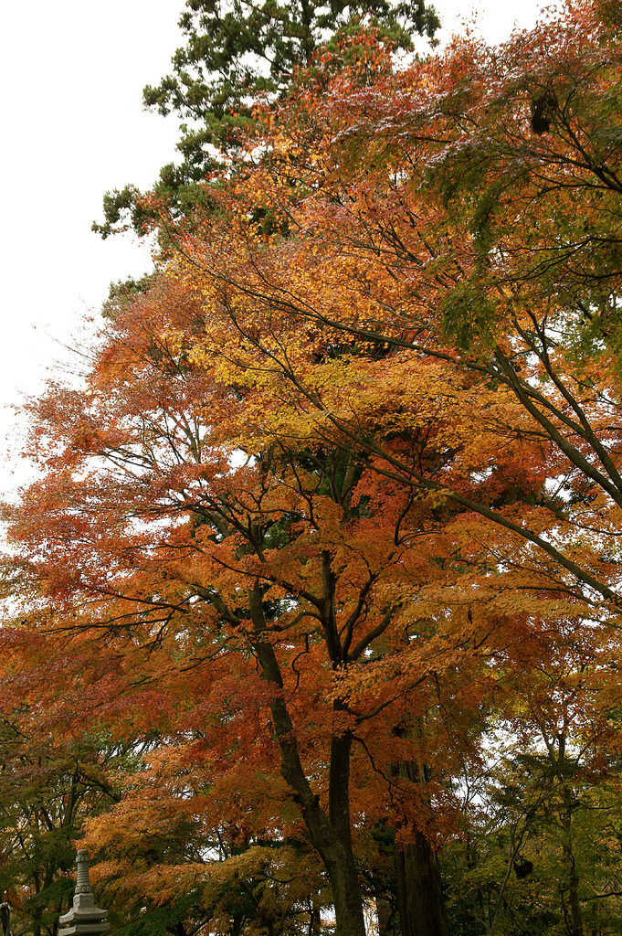 薬王院の紅葉