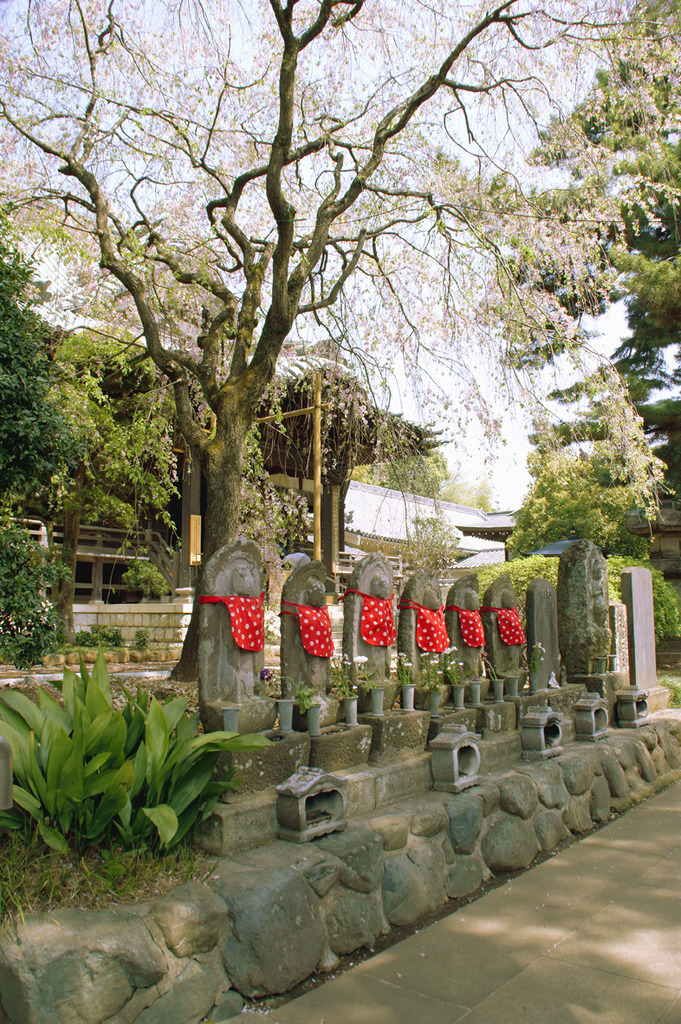 六地蔵と名残りの桜