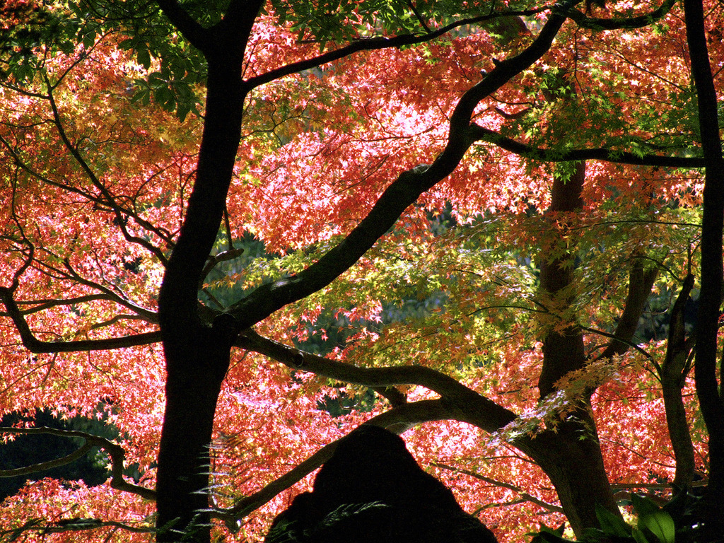 後楽園の紅葉