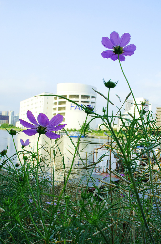 花の向こう岸
