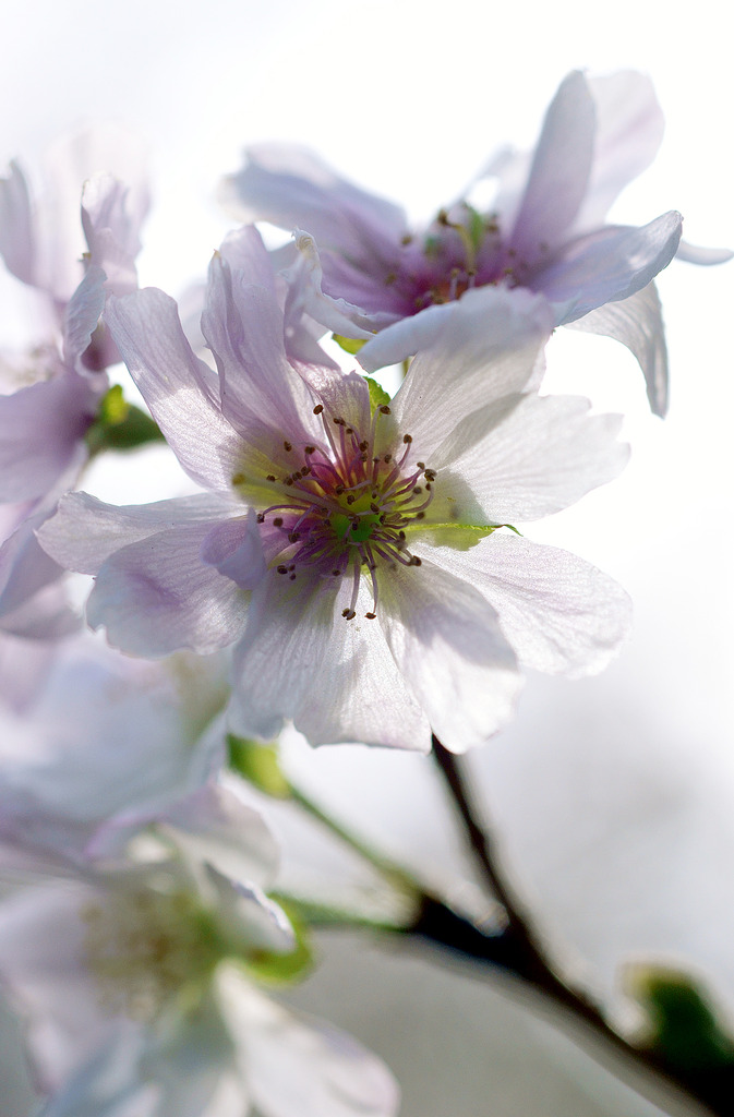 十月桜の花弁