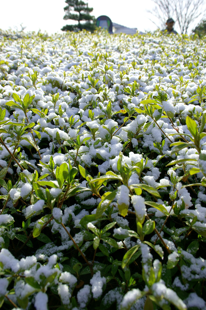 雪の輝き