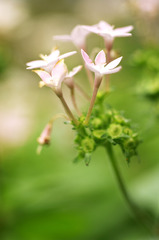 小さな花々