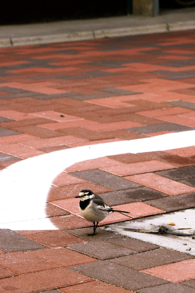 片足のセキレイ